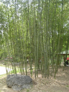 Bamboo in Daegu Arboretum