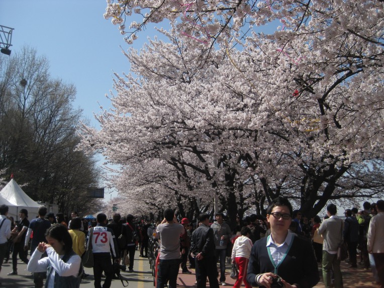 Cherry blossoms in Yeouido, Seoul